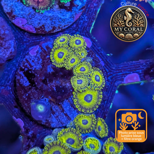 Zoanthus de Culture WYSIWYG - Golden Hornet - ZGH203