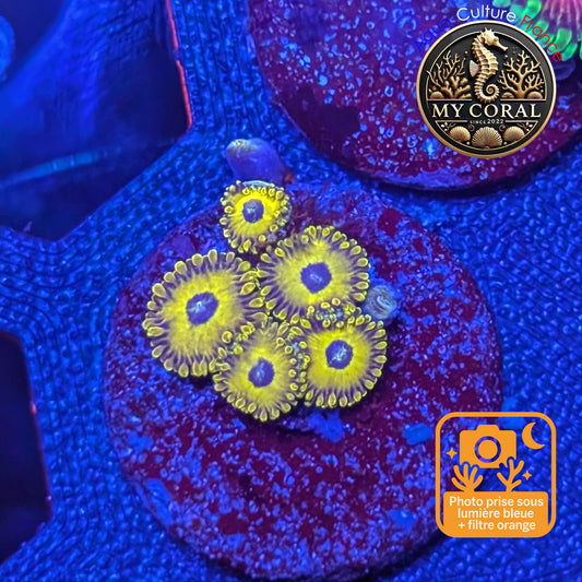 Zoanthus de Culture WYSIWYG - Golden Hornet - ZGH201