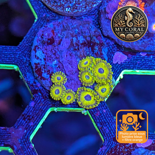 Zoanthus de Culture WYSIWYG - Golden Hornet - ZGH202