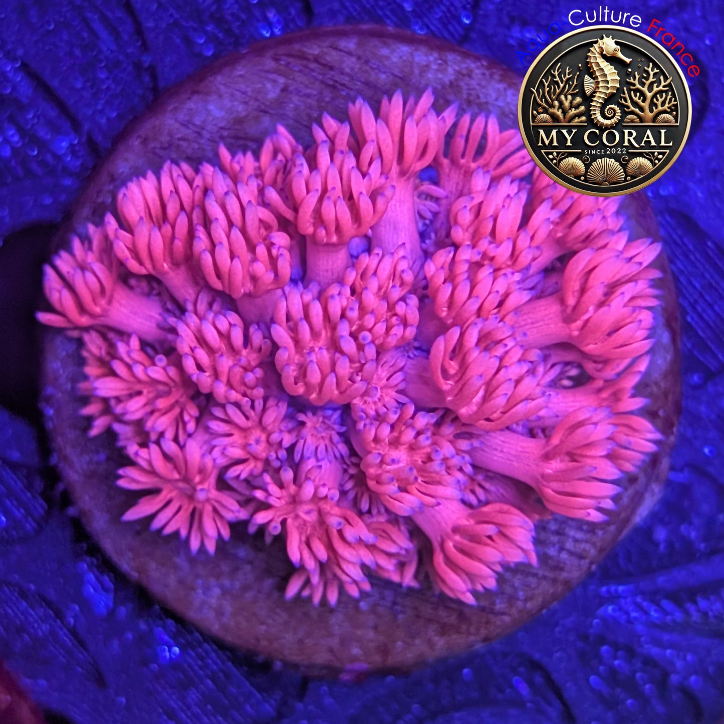 Goniopora WYSIWYG - Baby Pink - GBP001