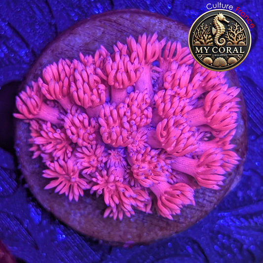 Goniopora WYSIWYG - Baby Pink - GBP001