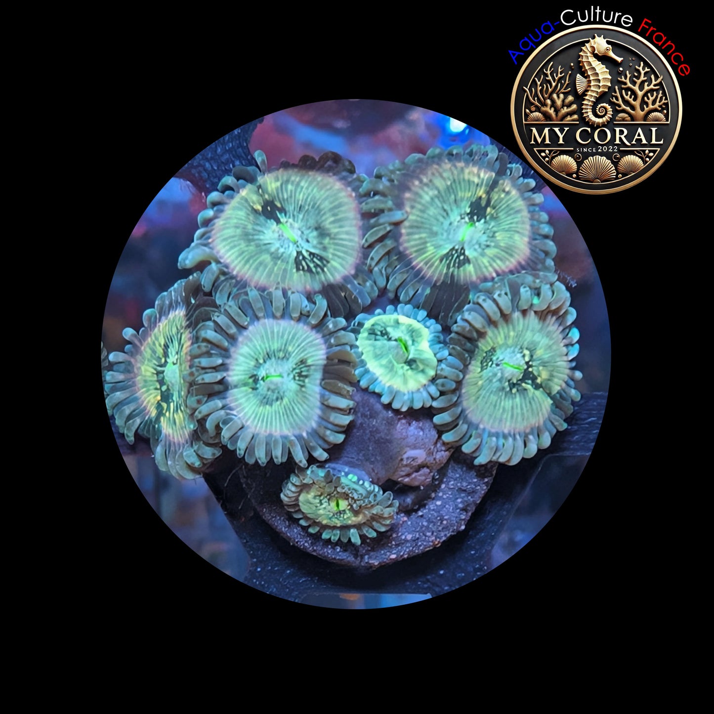 Zoanthus de Culture WYSIWYG - HAWAIEN PEOPLE EATER - ZHPE102