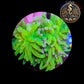 Euphyllia de Culture WYSIWYG- Glabrescens - HOLY GRAIL (3Têtes)  - EGHG102