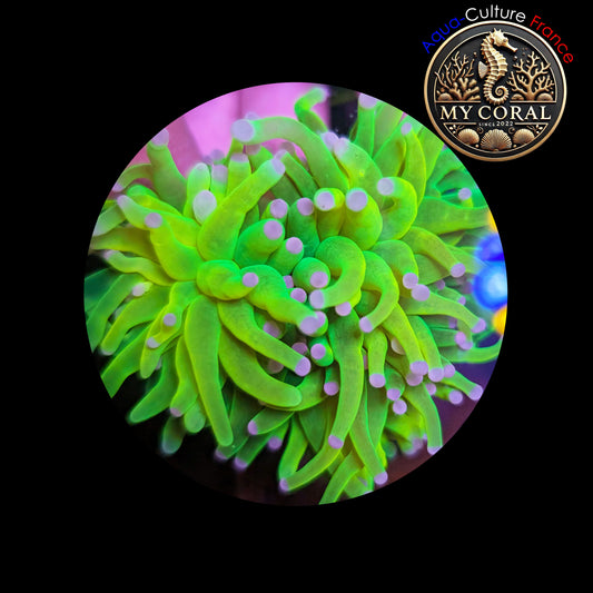 Euphyllia de Culture WYSIWYG- Glabrescens - HOLY GRAIL (3Têtes)  - EGHG102
