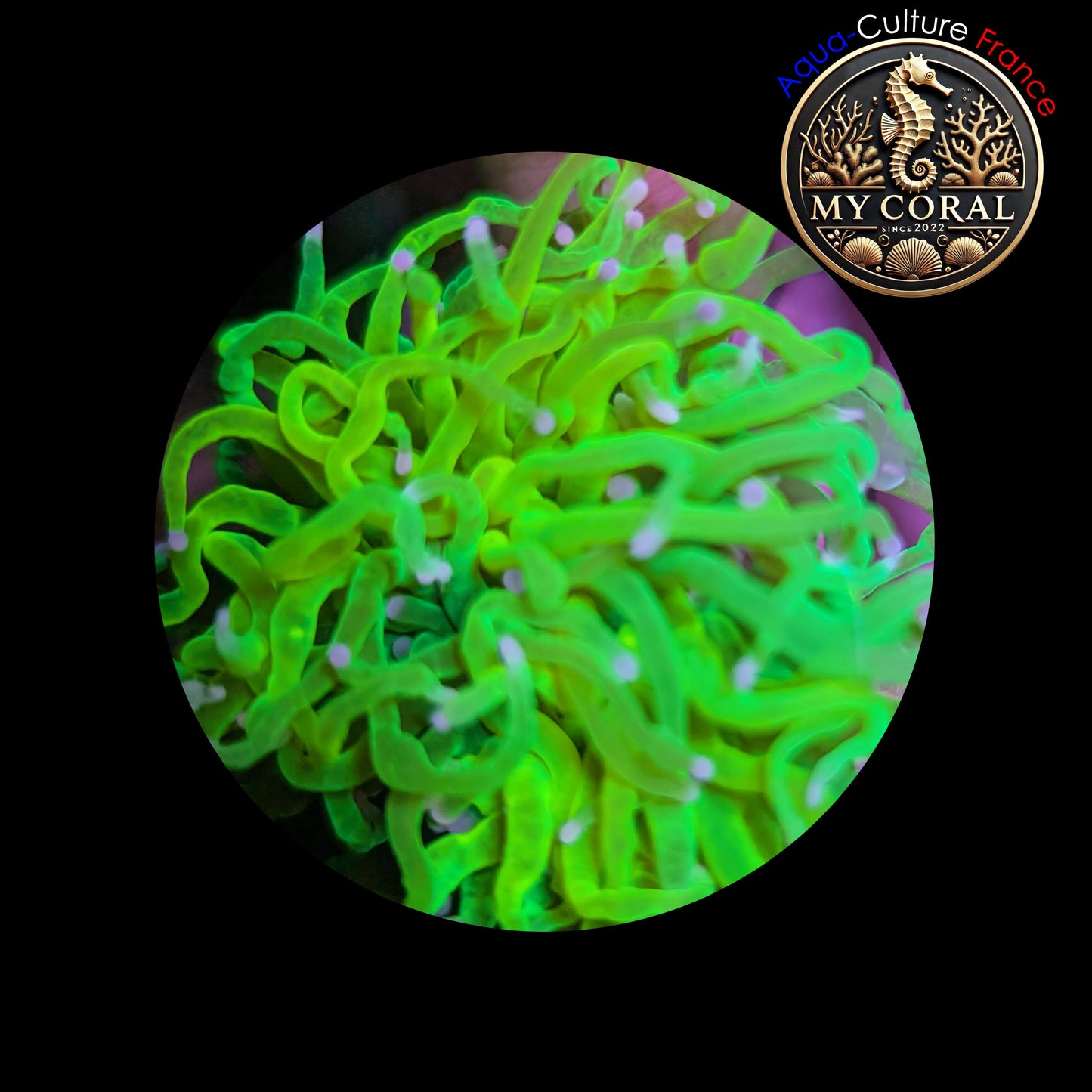 Euphyllia de Culture WYSIWYG- Glabrescens - HOLY GRAIL (3Têtes)  - EGHG102