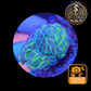 Euphyllia de Culture WYSIWYG- Paraancora - HOLOGRAM Gold (2 Têtes)  - EPHG104