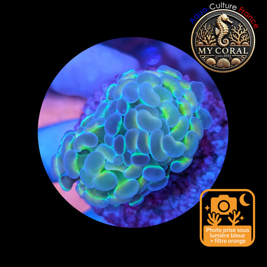 Euphyllia de Culture WYSIWYG- Paraancora - HOLOGRAM Gold (2 Têtes)  - EPHG104