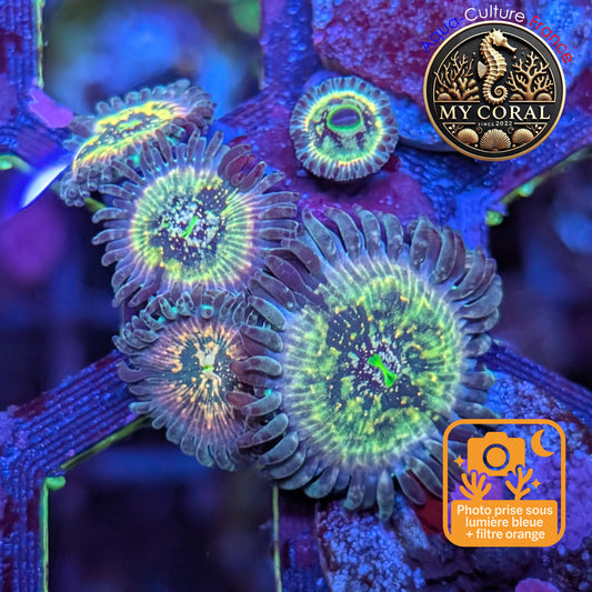 Zoanthus de Culture WYSIWYG - Hawaien People Eater - ZHPE202