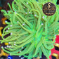 Euphyllia de Culture WYSIWYG- Glabrescens - HOLY GRAIL à la Demande