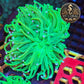 Euphyllia de Culture WYSIWYG- Glabrescens - HOLY GRAIL à la Demande