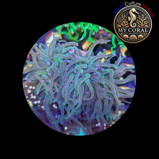 Euphyllia de Culture WYSIWYG- Glabrescens - Holy Molly (2-3 Têtes) - EGHM101