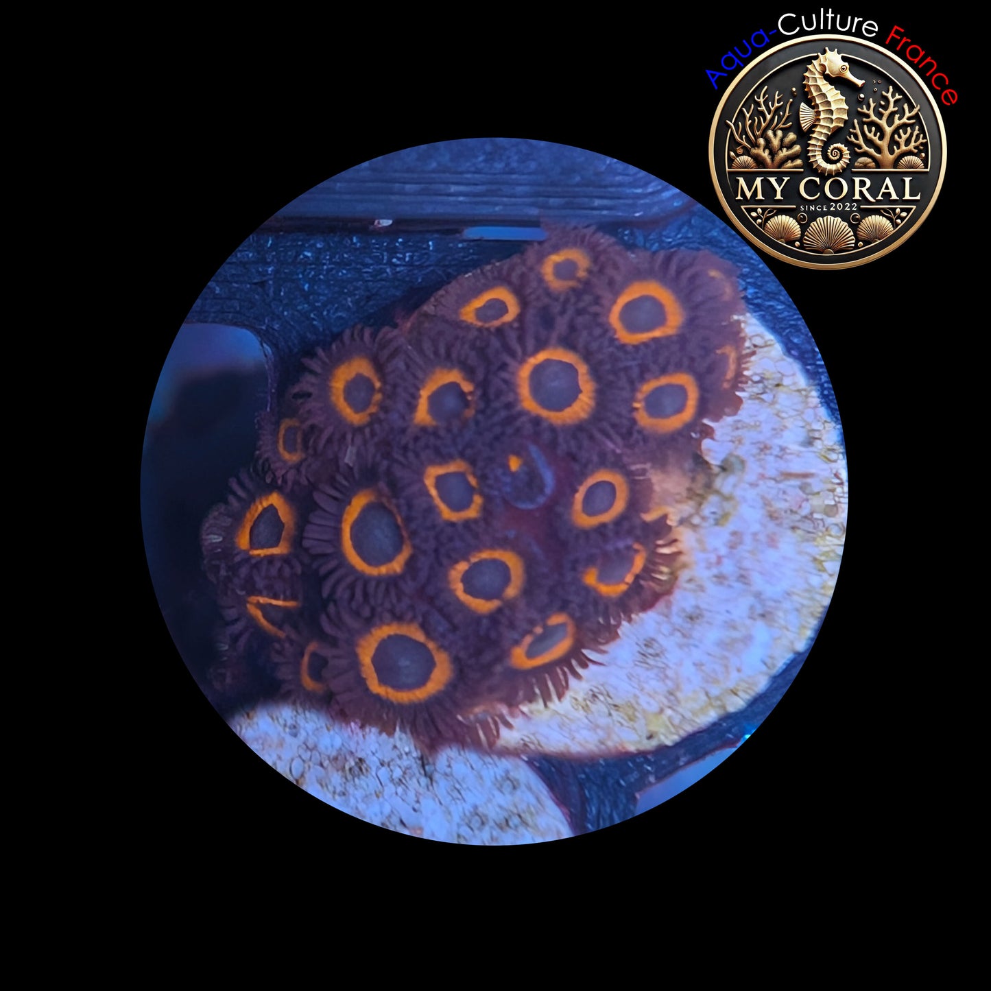 Zoanthus de Culture WYSIWYG - JOHNNY PUMKINS - ZJP103