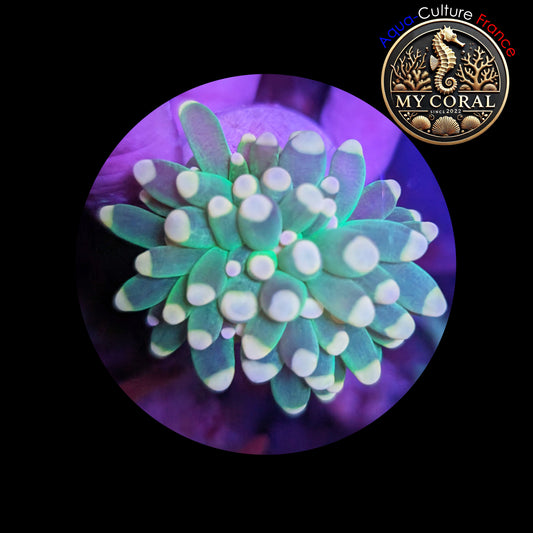 Euphyllia de Culture WYSIWYG- CRISTATA - JOKER GREEN TORCH  - EGJGT102-2