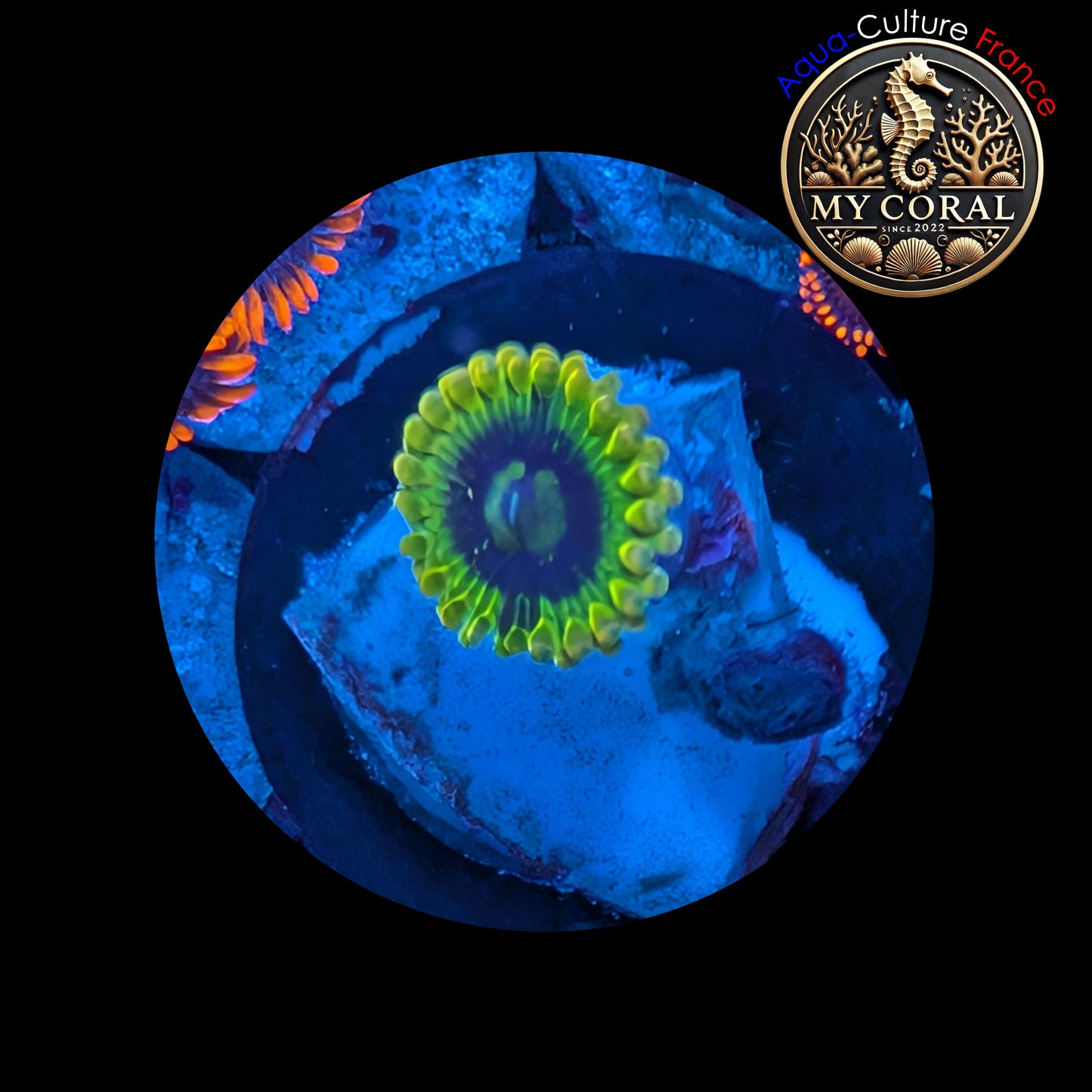 Zoanthus de Culture WYSIWYG - QATAR YODA - ZQY101