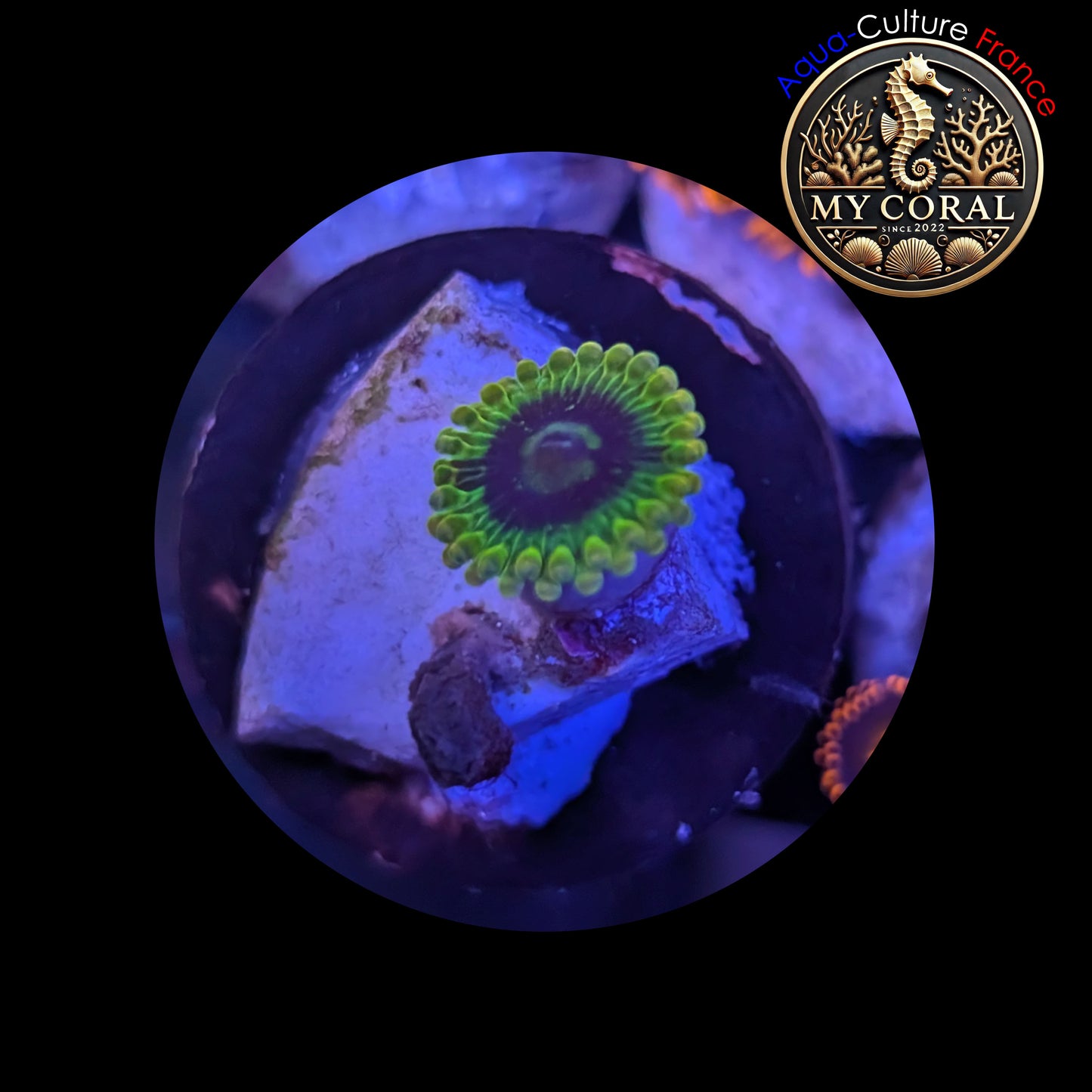Zoanthus de Culture WYSIWYG - QATAR YODA - ZQY101