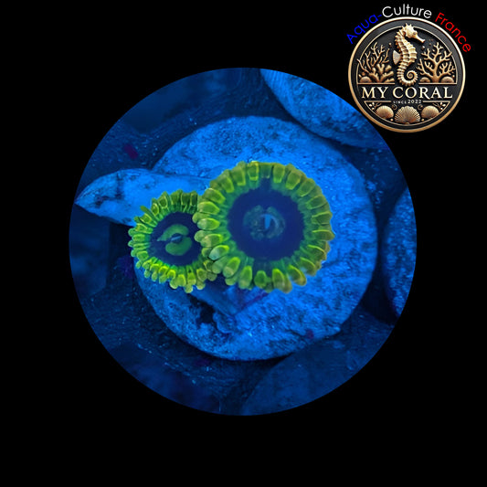 Zoanthus de Culture WYSIWYG - QATAR YODA - ZQY103