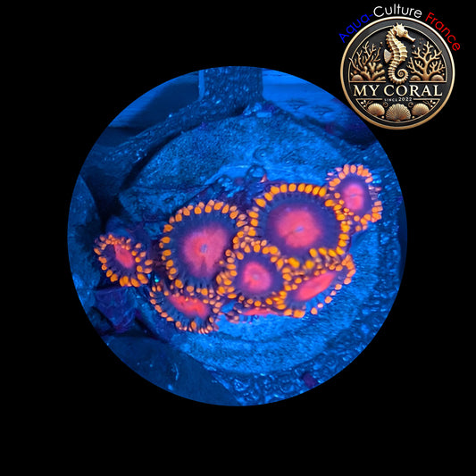 Zoanthus de Culture WYSIWYG - KH SUNBURST - ZKHS102