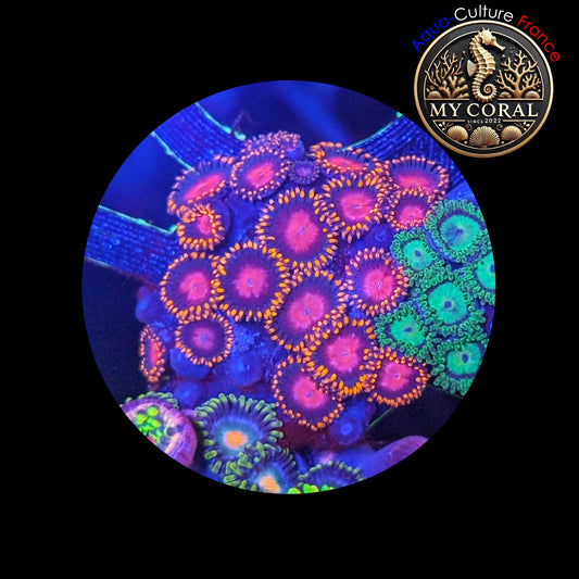 Zoanthus de Culture WYSIWYG - COLONIE KH SUNBURST - ZKHS101