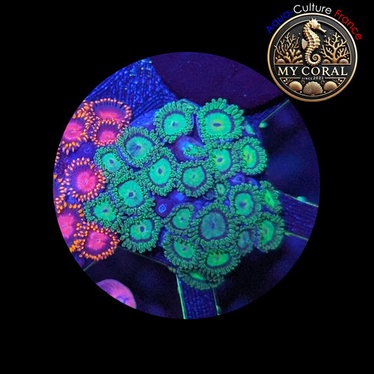 Zoanthus de Culture WYSIWYG - COLONIE KRYPTONITE - ZKN101