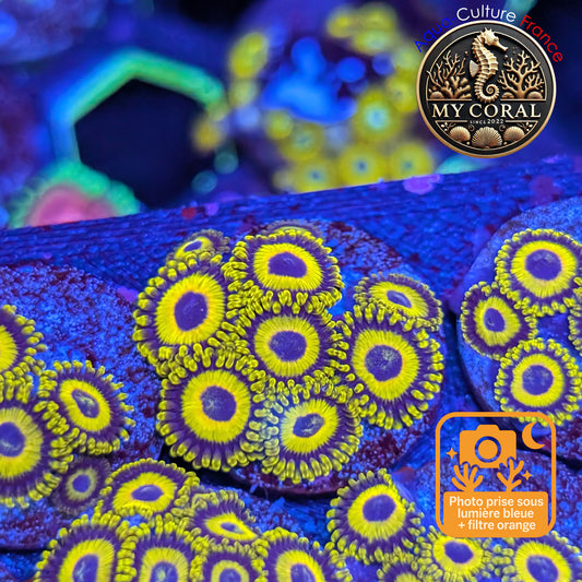 Zoanthus de Culture WYSIWYG - LA Lakers - ZGH202
