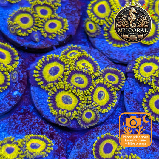 Zoanthus de Culture WYSIWYG - LA Lakers - ZGH204