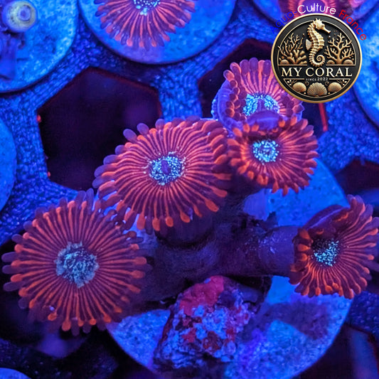 Zoanthus de Culture WYSIWYG - MAGICIAN - ZMG208