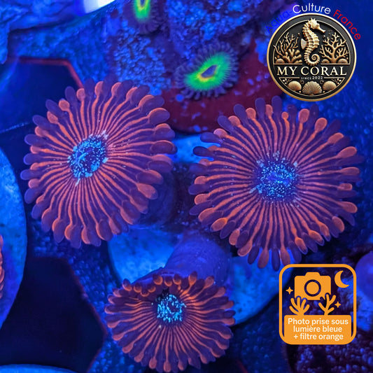 Zoanthus de Culture WYSIWYG - MAGICIAN - ZMG207