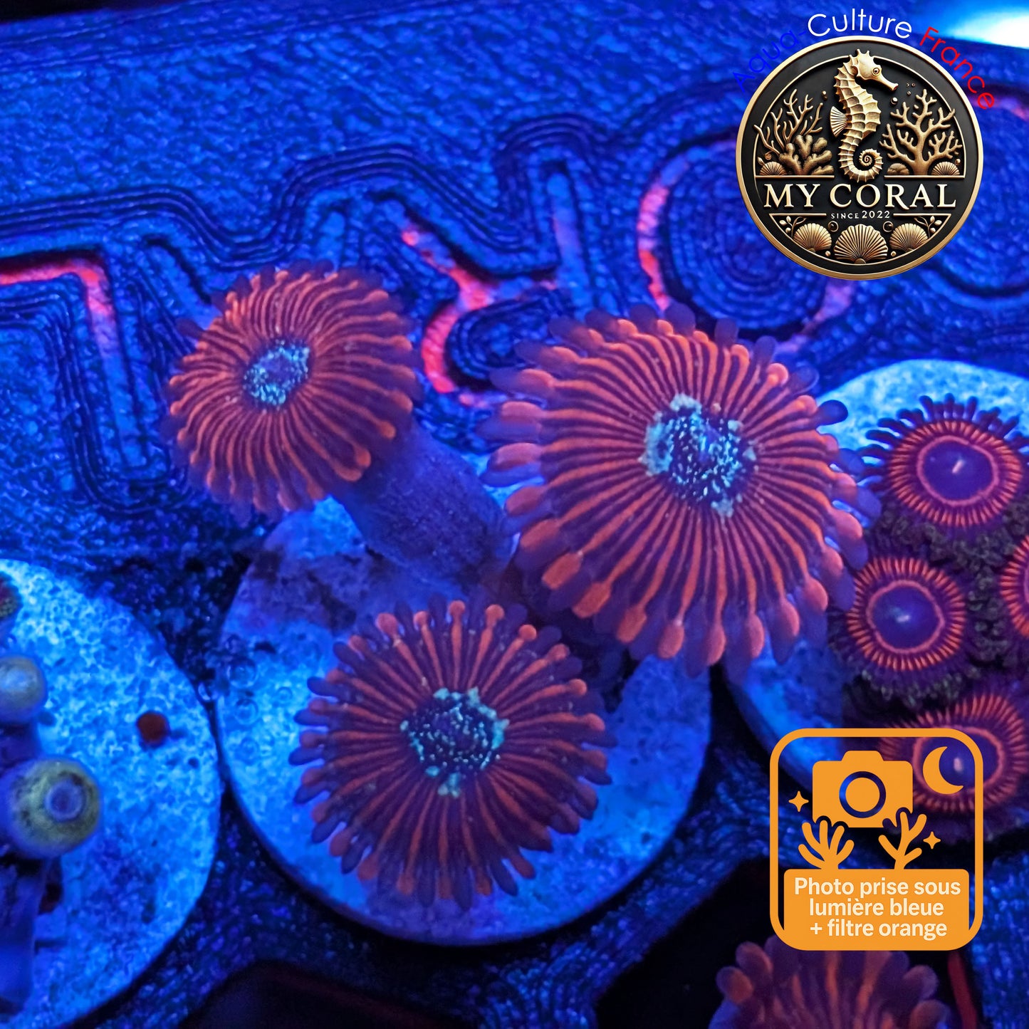 Zoanthus de Culture WYSIWYG - MAGICIAN - ZMG206