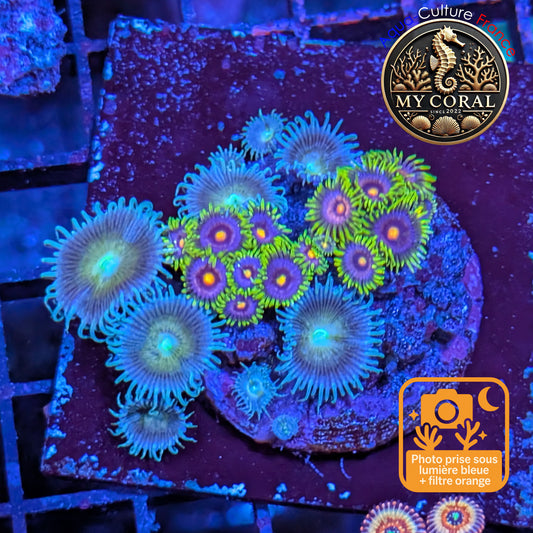Zoanthus de Culture WYSIWYG - Mini Jardin - ZGJD201
