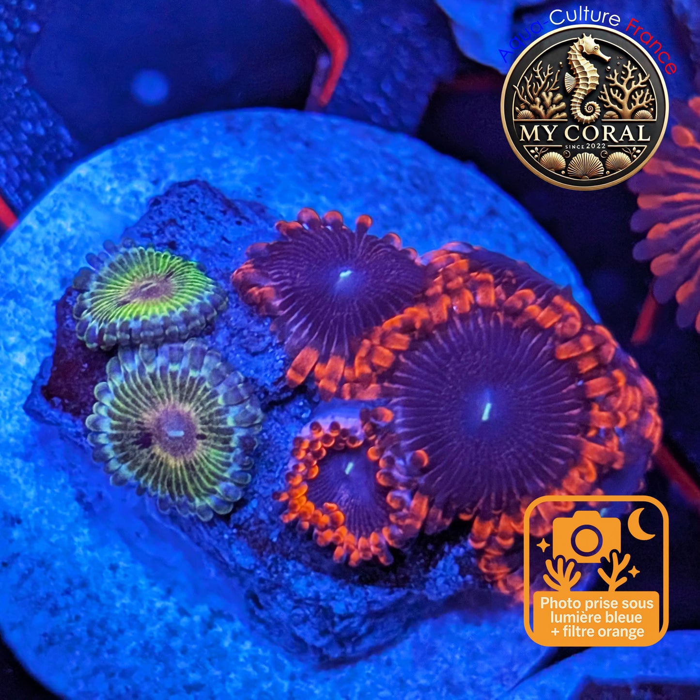 Zoanthus de Culture WYSIWYG - Mix Zoanthus Ultra - ZU201