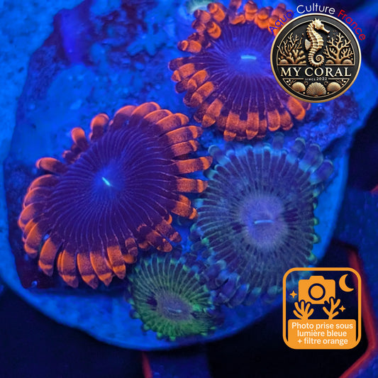 Zoanthus de Culture WYSIWYG - Mix Zoanthus Ultra - ZU202