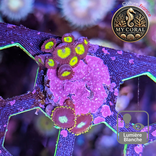 Zoanthus de Culture WYSIWYG - YELLOW FACE MIX BLACK ZOMBI- ZYF202