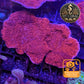 Montipora de Culture WYSIWYG - Capricornis Rouge M MP103