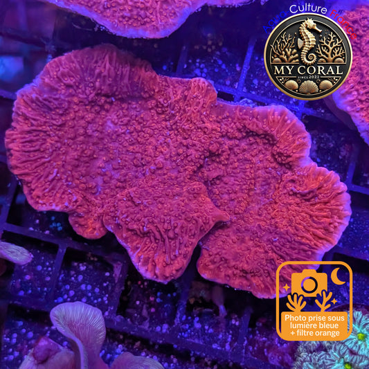 Montipora de Culture WYSIWYG - Capricornis Rouge M MP103