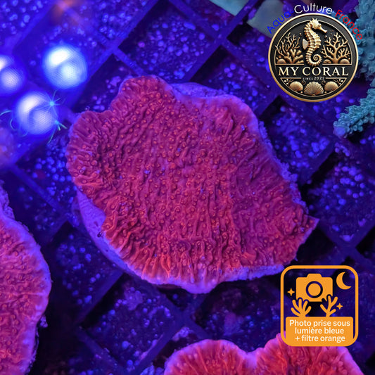 Montipora de Culture WYSIWYG - Capricornis Rouge S MP101