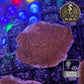 Montipora de Culture WYSIWYG - Capricornis Rouge S MP101