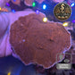 Montipora de Culture WYSIWYG - Capricornis Rouge L MP102