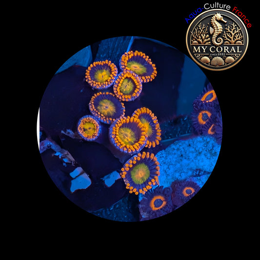 Zoanthus de Culture WYSIWYG - ORANGE MANDARINE - ZOM101