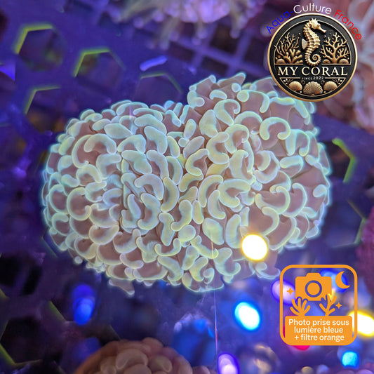 Euphyllia de Culture WYSIWYG- Paraancora - White Cream - EPG107