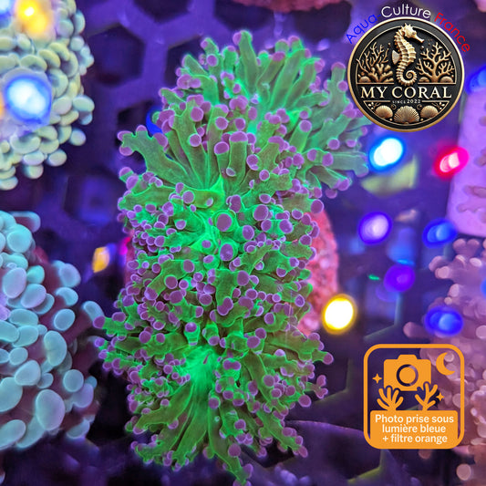 Euphyllia de Culture WYSIWYG- Paradivisa - Green/Blue- 3 Têtes  - EPDG105