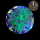 Euphyllia de Culture WYSIWYG- Paradivisa - Green/Blue- 1 Double Têtes  - EPDG103