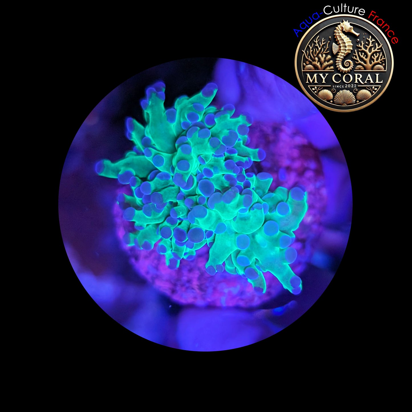 Euphyllia de Culture WYSIWYG- Paradivisa - Green/Blue- 1 Double Têtes  - EPDG103