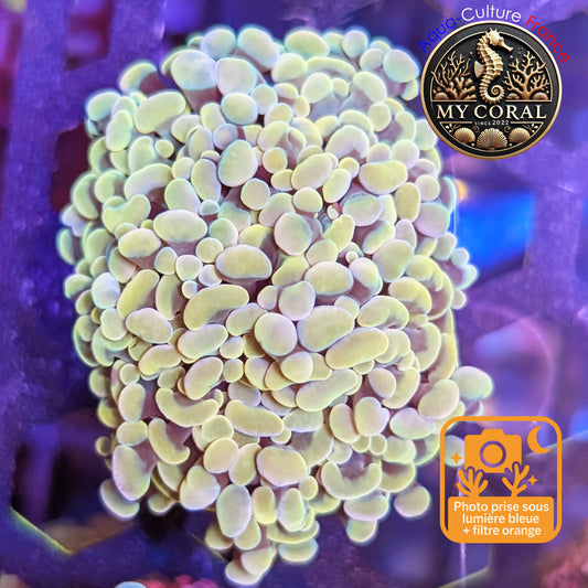 Euphyllia de Culture WYSIWYG- Paraancora - Gold - EPG106