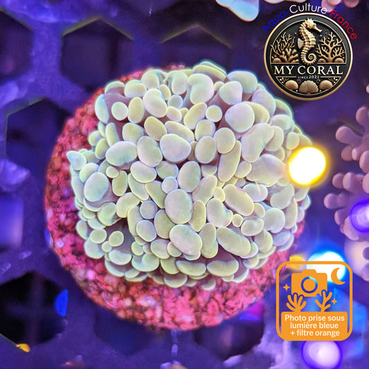 Euphyllia de Culture WYSIWYG- Paraancora - Gold - EPG105