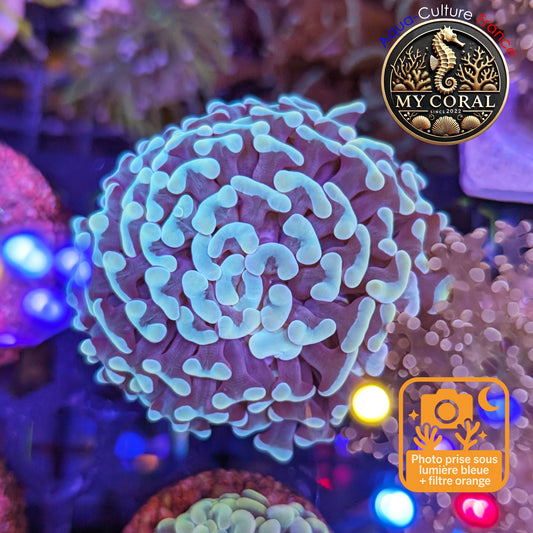 Euphyllia de Culture WYSIWYG- Paraancora - White/Blue - EPG104