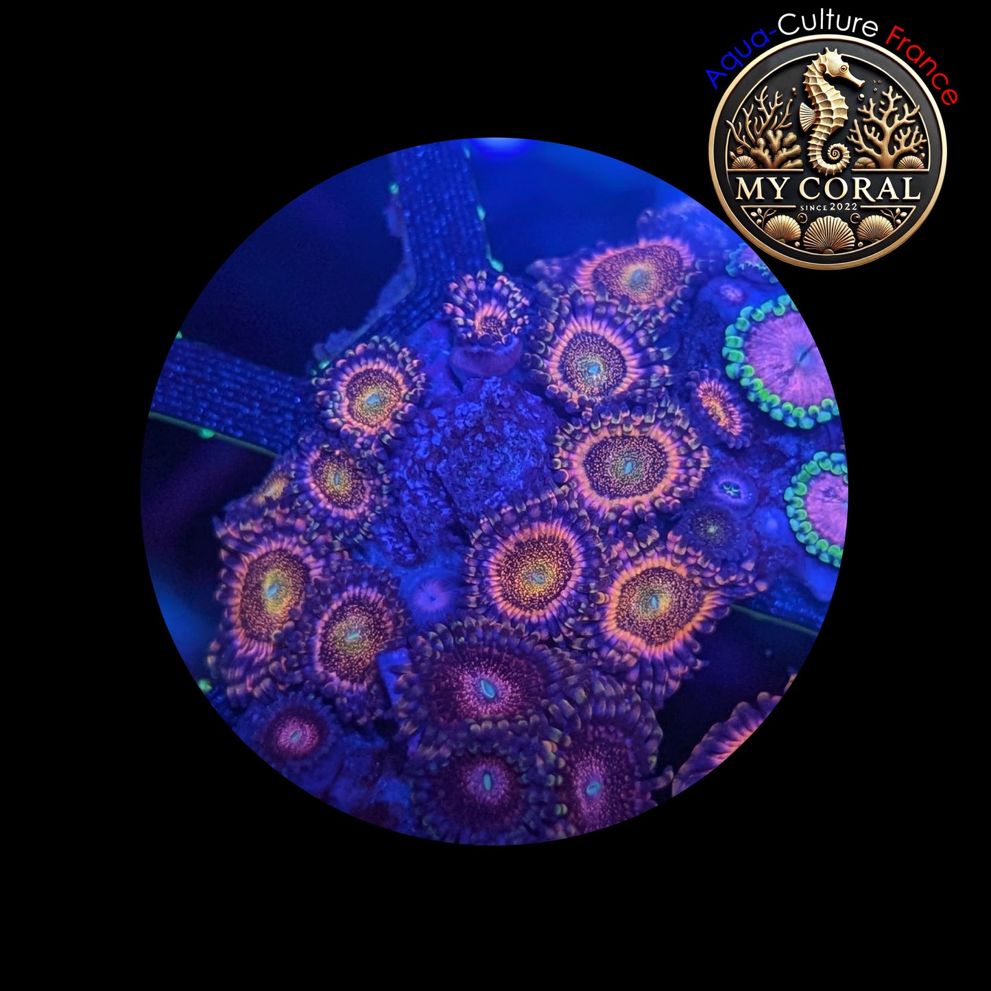 Zoanthus de Culture WYSIWYG - PINK MOHAWK - ZPM101