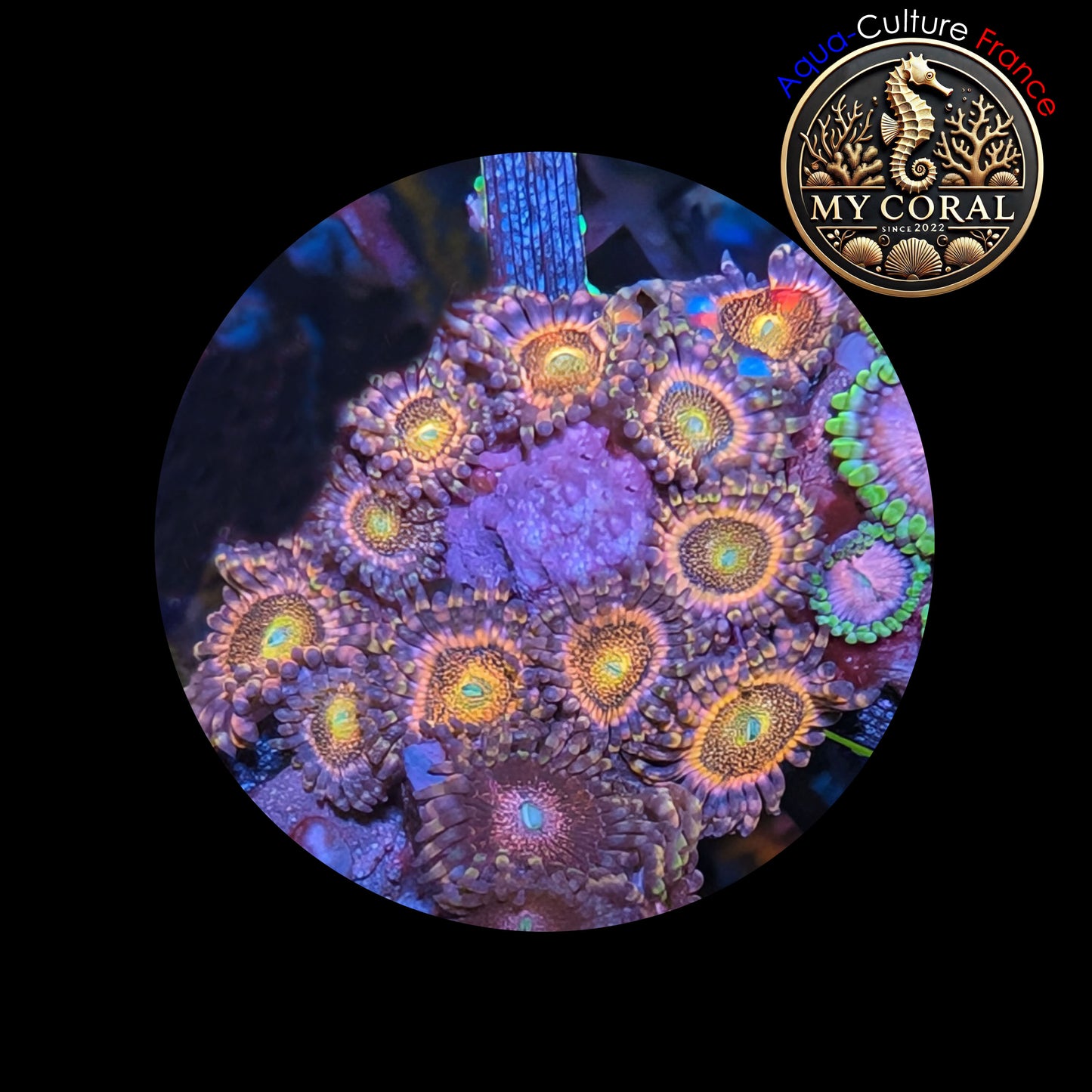 Zoanthus de Culture WYSIWYG - PINK MOHAWK - ZPM101