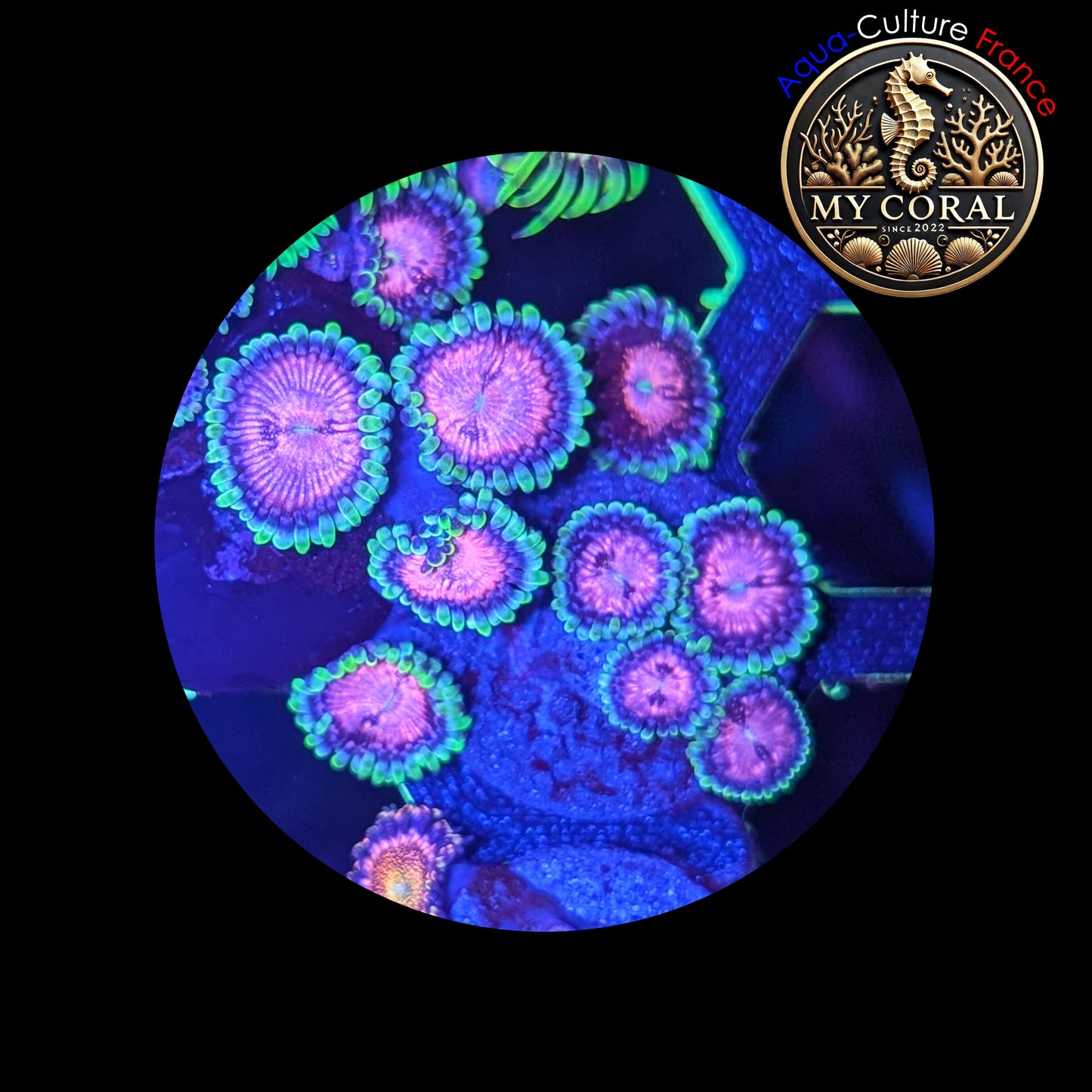 Zoanthus de Culture WYSIWYG - PURPLE SPACE MONSTER - ZPM103