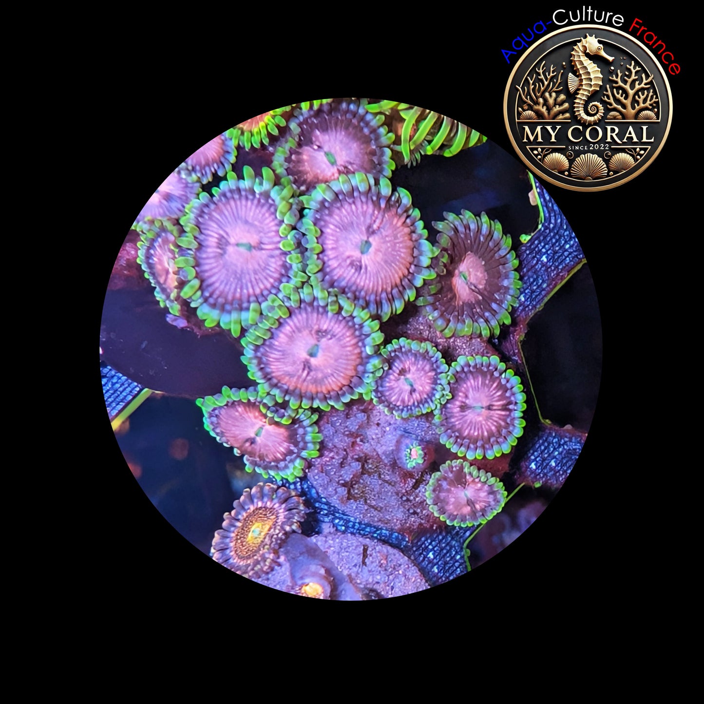 Zoanthus de Culture WYSIWYG - PURPLE SPACE MONSTER - ZPM103