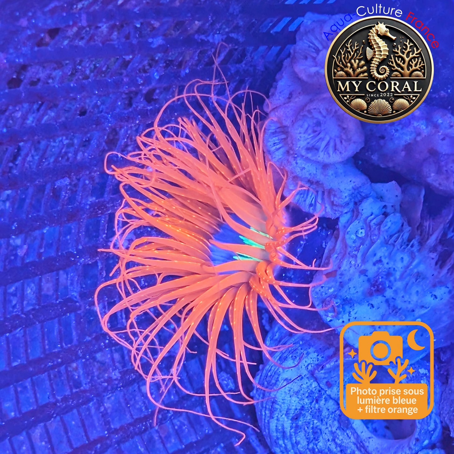 Pachycerianthus - RED FIRE 002